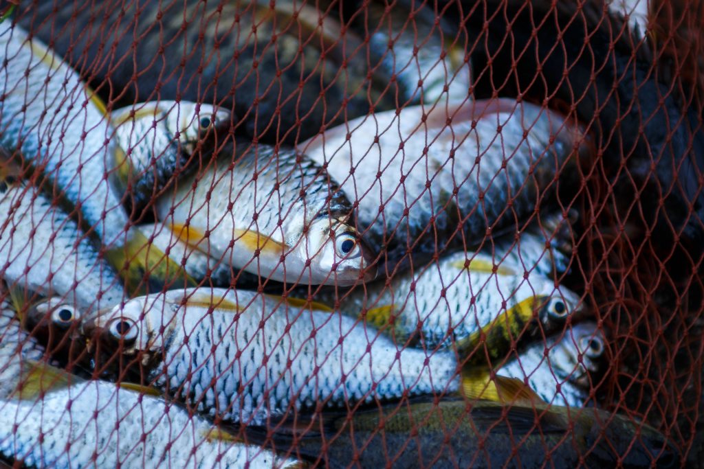 La pesca sostenible y su importancia 0