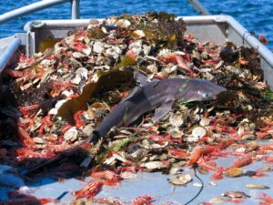 El bycatch y la evolución hacia la pesca sostenible es imprescindible